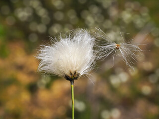 White fluffy flowers, close up. Eriophorum angustifolium or vaginatum of the sedge family...
