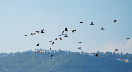Pigeons of various colors flying in a group	