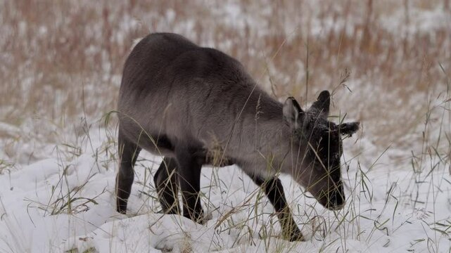 Baby Caribou In Snowy Landscape Of Yukon, Canada - Close Up