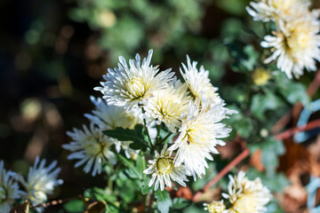 Closeup of beautiful white flowers with lush green leaves