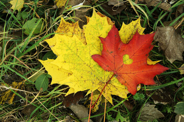 Red maple leaf with a heart-shaped hole cut out, close-up. Autumn leaves, top view. Beautiful bright autumn leaves on the grass. Autumn colors, nature. Autumn foliage