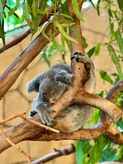 Fototapeta premium Sleeping koala on a tree branch.