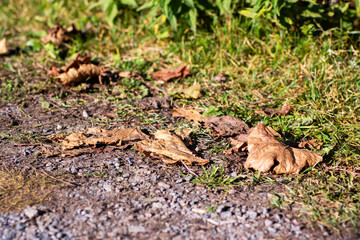 A vibrant pile of colorful leaves is laying on the ground beside a gravel road