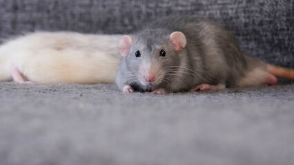 little cute rat on gray couch