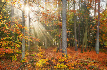 Fototapeta premium Autumn forest illuminated by the sun.