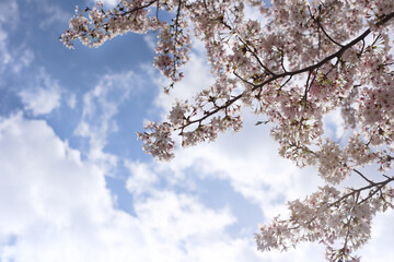 青空を背景に満開に咲く桜