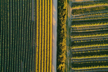 Aerial View of Vibrant Vineyards