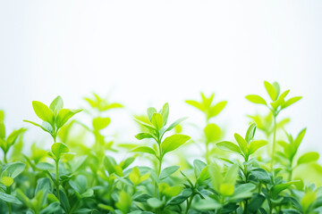 Obraz premium Fresh Green Sprouts Background