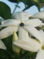 Jasminum grandiflorum. Jazmín real. Jazmín de España. 