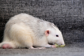 little cute rat on gray couch