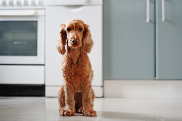 Red cocker spaniel dog sitting at home in the kitchen