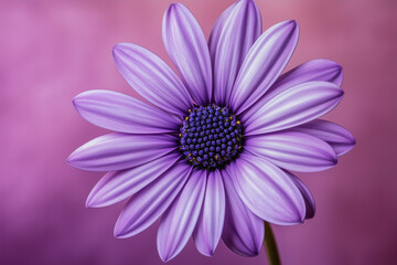 Fototapeta premium Beautiful Purple Flower Bloom