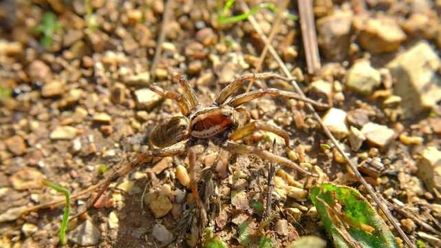 wolf spider in the grass