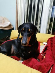 dog sleeping on the couch