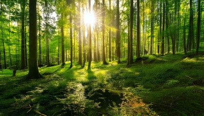 Obraz premium Lush Forest with Sun Rays Filtering Through Tall Trees