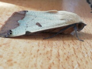 Ophiusa tirhaca. Palomita de falso pimentero. 