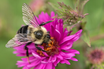 Common eastern bumblebee on hot pink aster 1