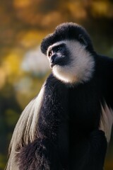 Obraz premium Colobus Monkey Portrait in Natural Light