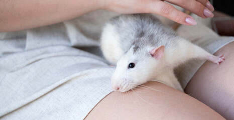 Naklejka premium little cute rat on gray couch