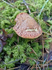 mushrooms in the forest