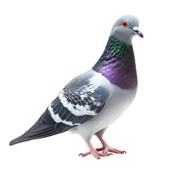 Fototapeta premium Realistic pigeon bird PNG, gray and white city dove with iridescent neck plumage, wildlife animal design asset isolated PNG with Transparent Background