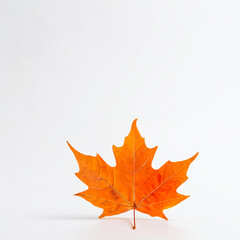 Fototapeta premium A single orange leaf on a white background.