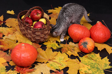 Autumn still life with a cat, maple leaves, pumpkins, apples. Harvest, Halloween, Thanksgiving