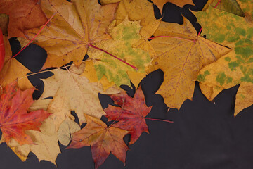 Autumn still life with a cat, maple leaves, pumpkins, apples. Harvest, Halloween, Thanksgiving