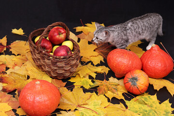 Autumn still life with a cat, maple leaves, pumpkins, apples. Harvest, Halloween, Thanksgiving