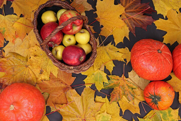Autumn still life with maple leaves, pumpkins, apples. Harvest, Halloween, Thanksgiving