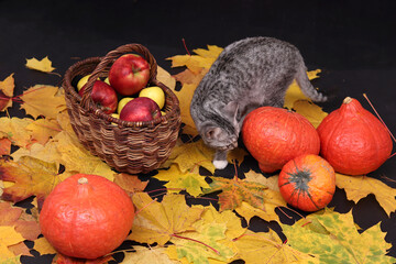 Autumn still life with a cat, maple leaves, pumpkins, apples. Harvest, Halloween, Thanksgiving