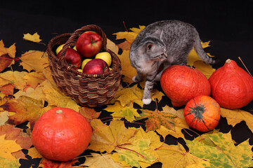 Autumn still life with a cat, maple leaves, pumpkins, apples. Harvest, Halloween, Thanksgiving