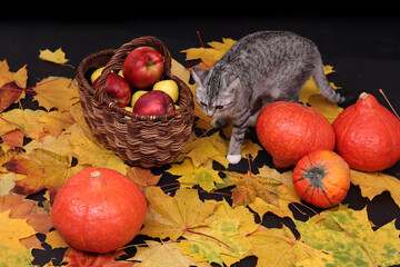 Autumn still life with a cat, maple leaves, pumpkins, apples. Harvest, Halloween, Thanksgiving
