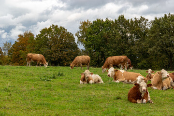 Cows grazing in the pasture