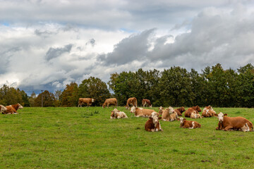 Cows grazing in the pasture