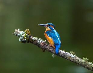 Fototapeta premium Kingfisher perched on a mossy branch.