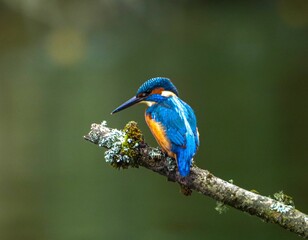 Obraz premium Vibrant kingfisher on a mossy branch
