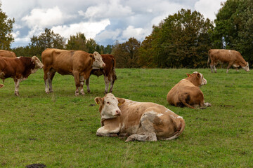 Cows grazing in the pasture