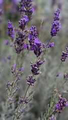 Obraz premium close up of lavender flowers
