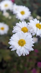 Obraz premium white daisies in a garden
