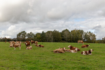 Cows grazing in the pasture