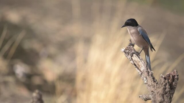 Iberian magpie (Cyanopica cooki) pearched on a branch