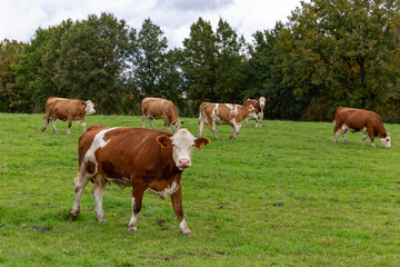 Cows grazing in the pasture