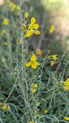 Obraz premium yellow flowers in the garden