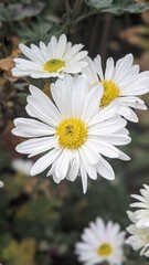 Obraz premium white daisies in a garden