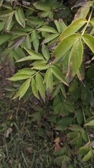 leaves in the garden