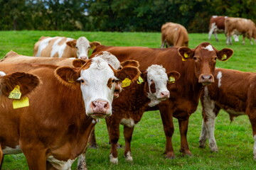 Cows grazing in the pasture
