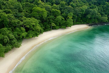 tropical forest near the ocean and beach