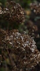 Fototapeta premium mushrooms in the forest