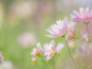 秋の公園や花壇を彩るコスモスのある風景。背景。自然風景素材。
